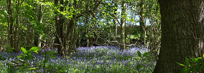 Bluebell-woods-with-oak