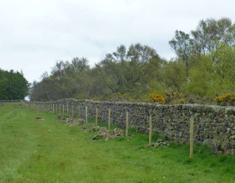 Repaired dry stone wall. Repaired dry stone wall.