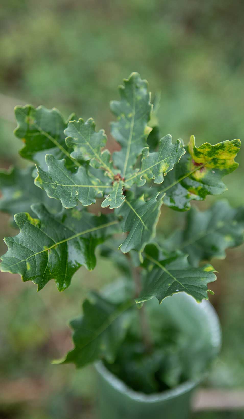 Oak sapling in green plastic tree guard. Credit Charlie Fox. Oak sapling in green plastic tree guard. Credit Charlie Fox.