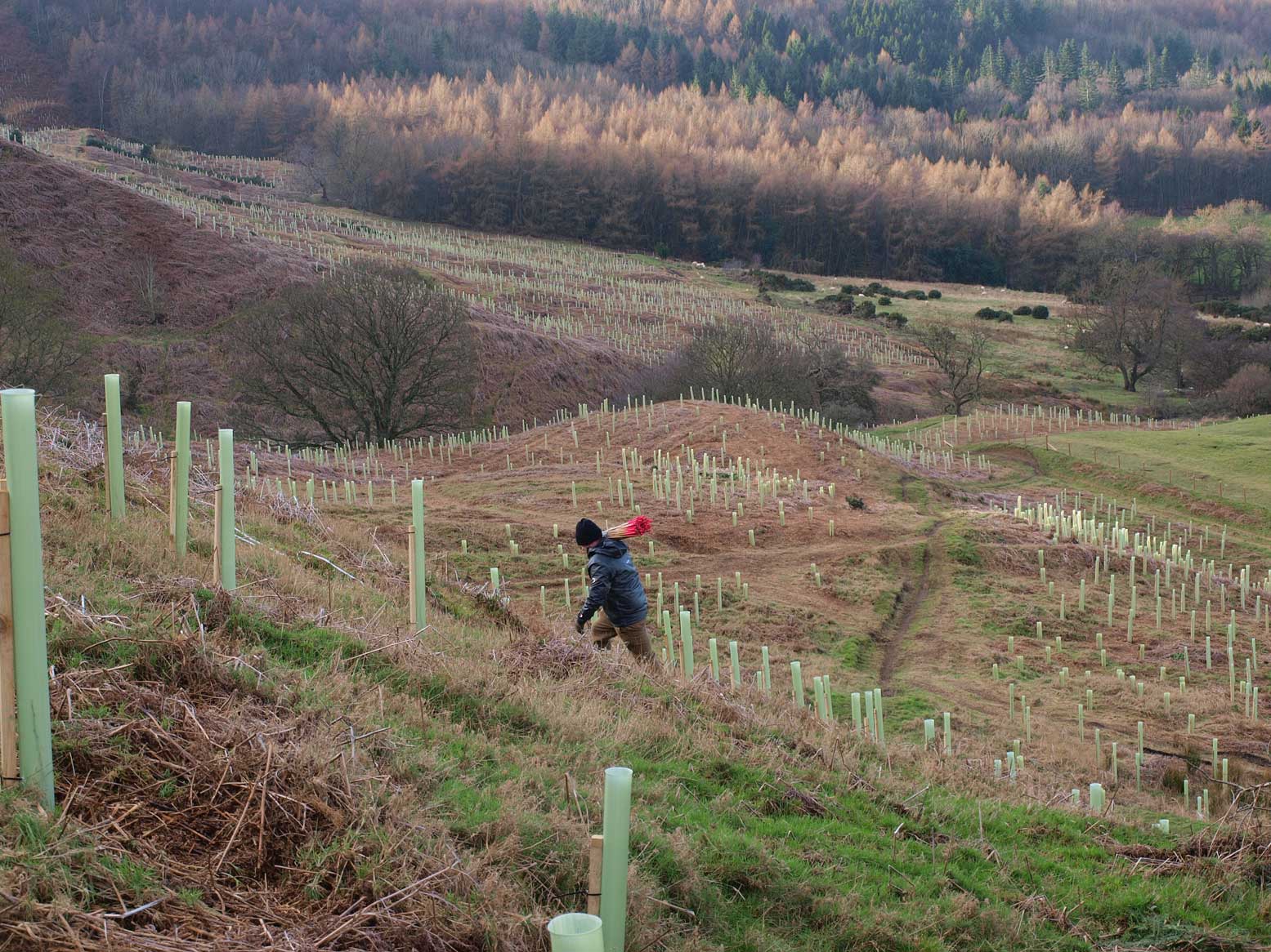 Man walking among a newly created woodland. The trees are only saplings and are protected by tree guards.