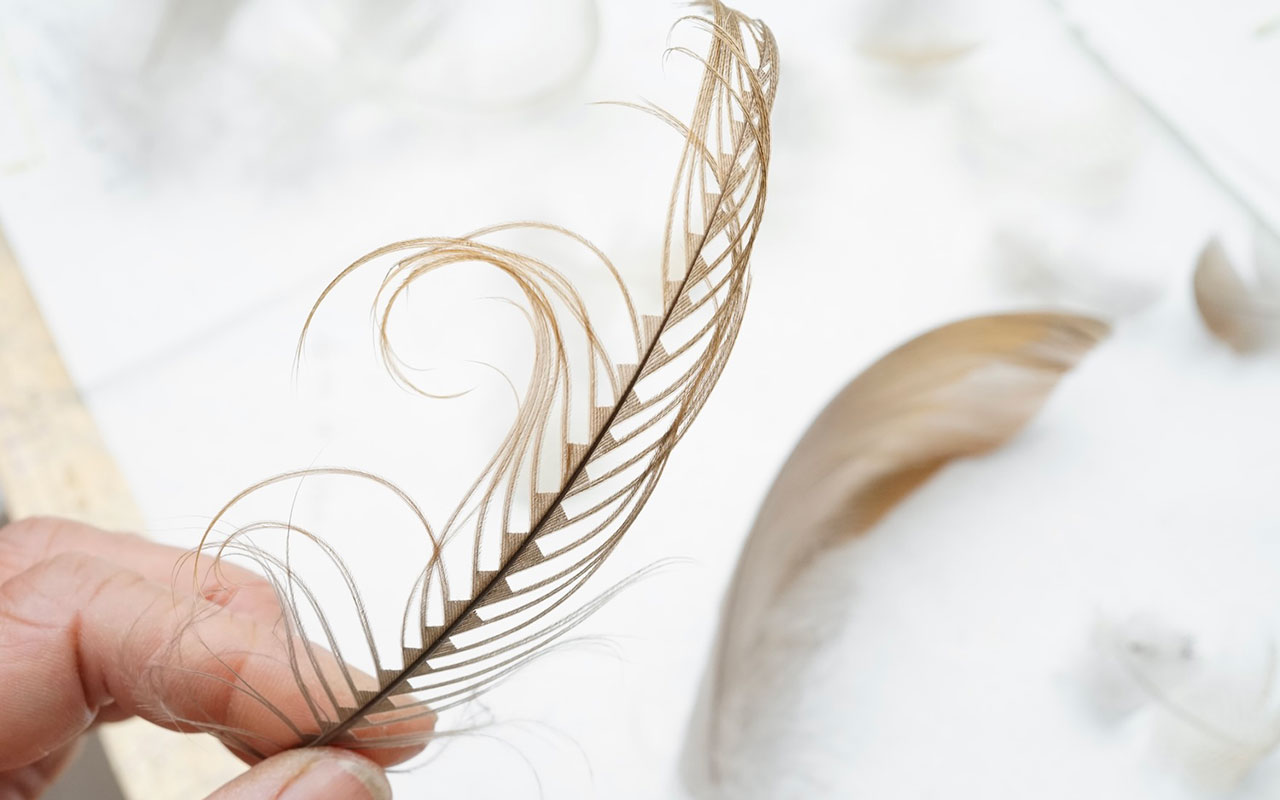 Cut feathers by Bridget Bailey