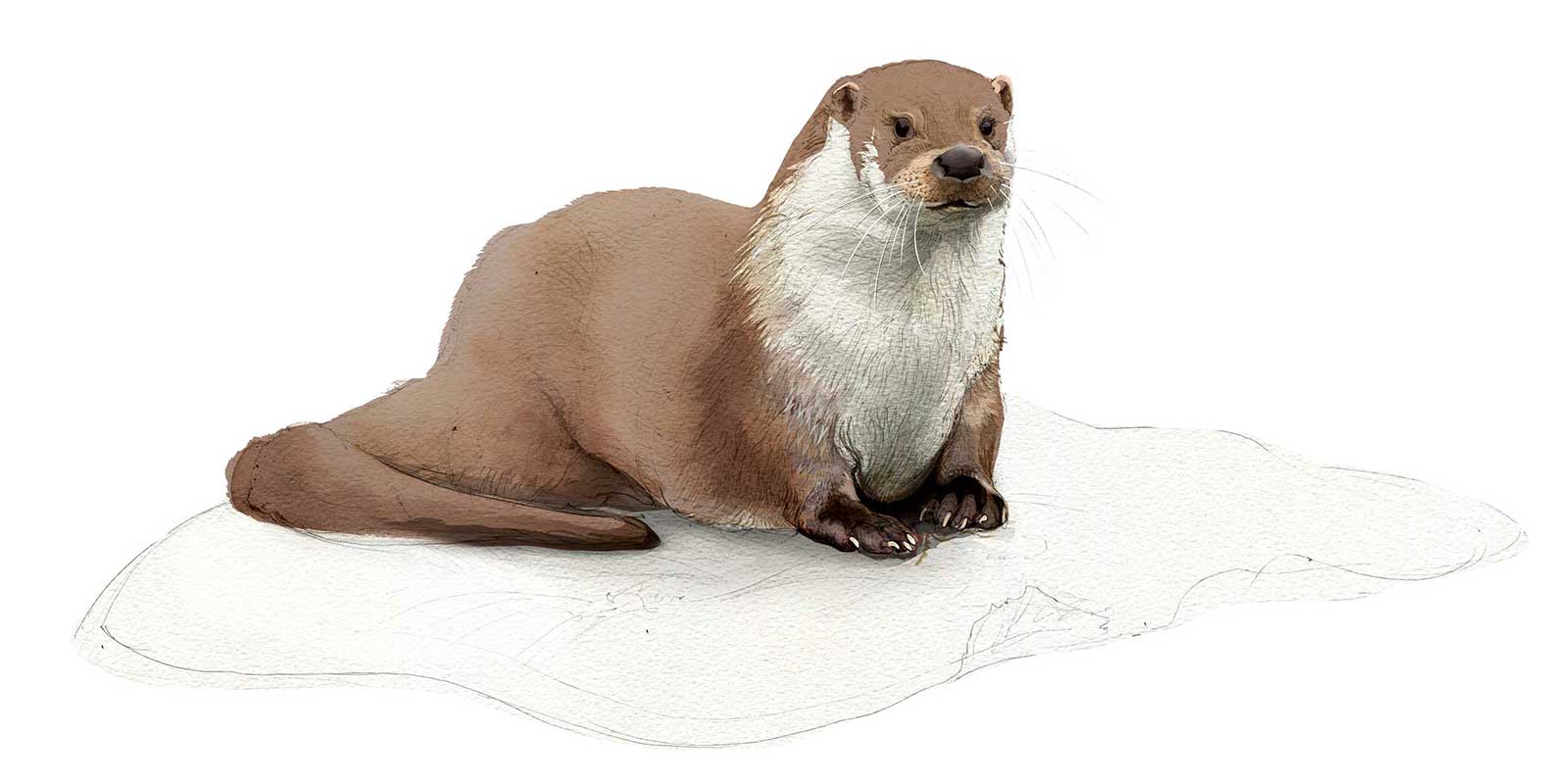 Illustration of an otter