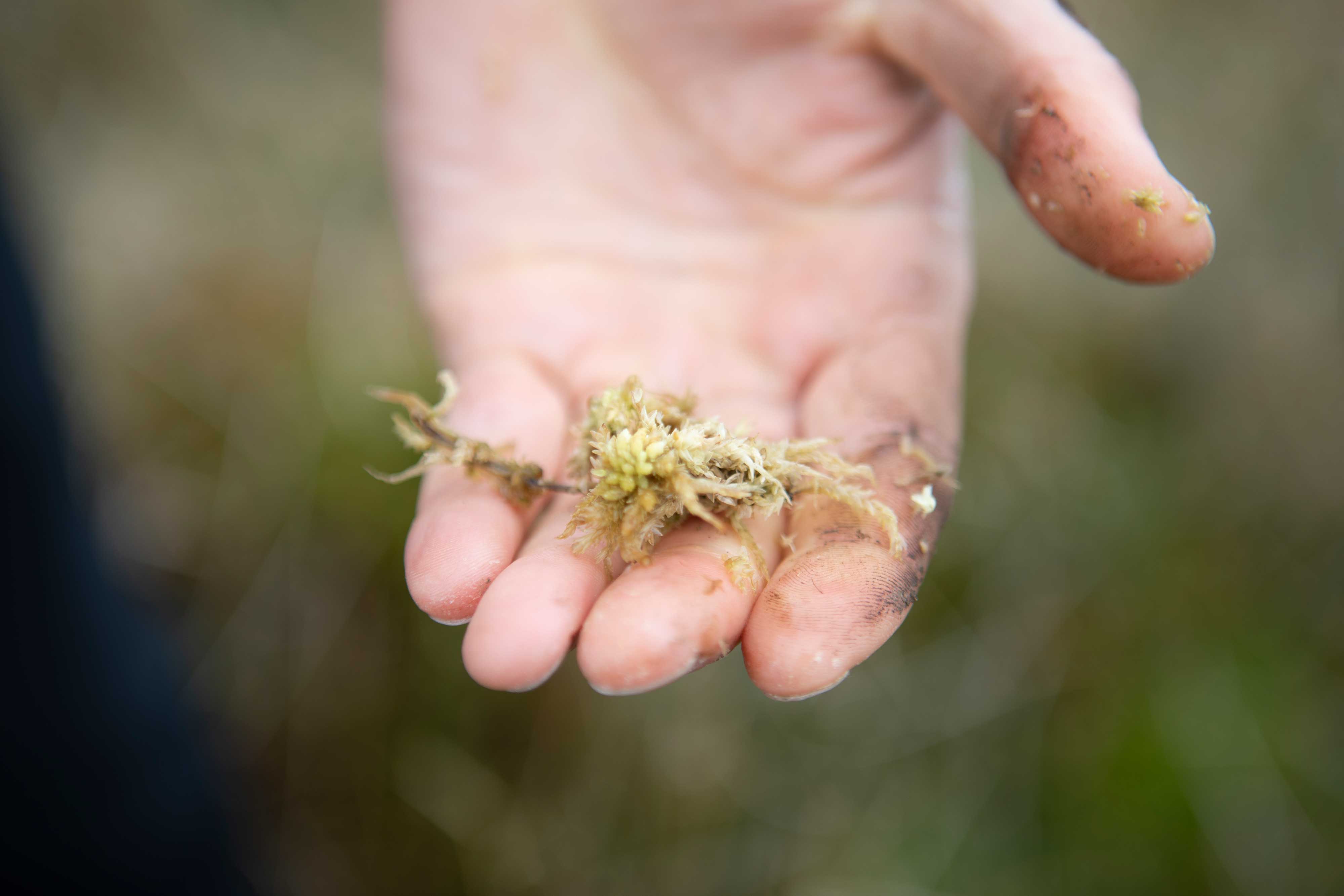 Close up photo of sphagnum moss in the palm of a hand. Credit Charlie Fox