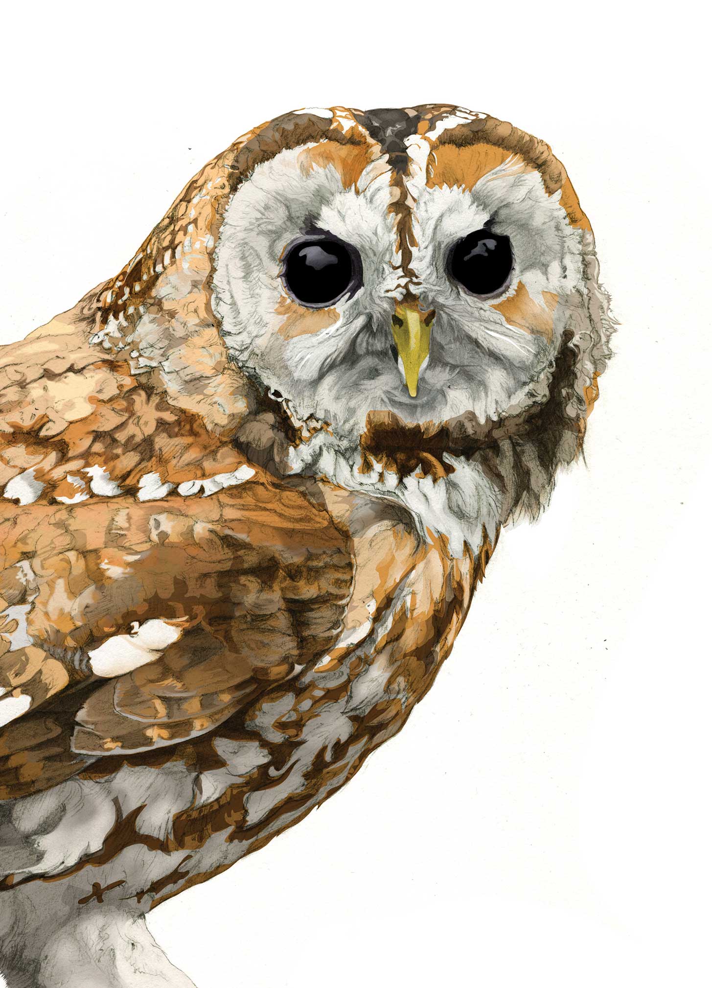 Tawny Owl illustration by Nick Ellwood.