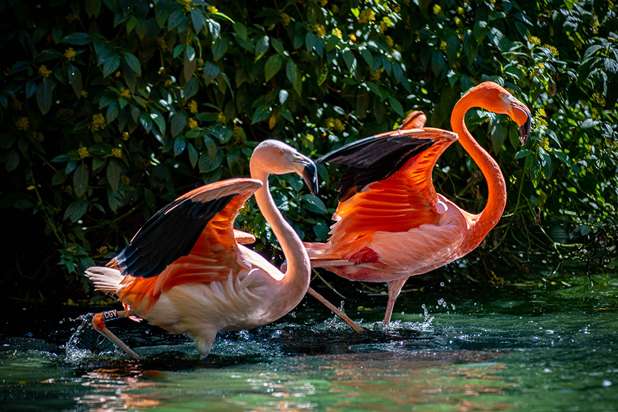 Flamingos at Flamingo Land Credit Flamingo Land