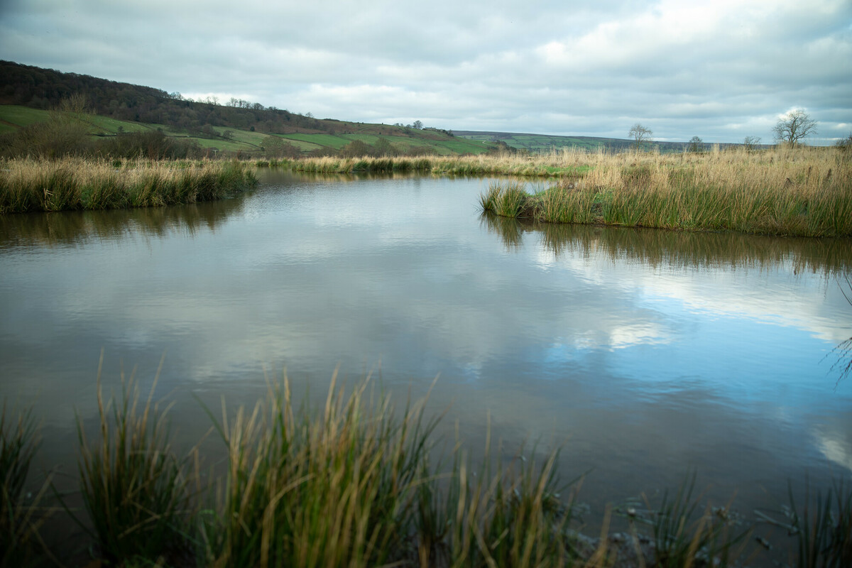 Newly created wetland. Credit Charlie Fox.