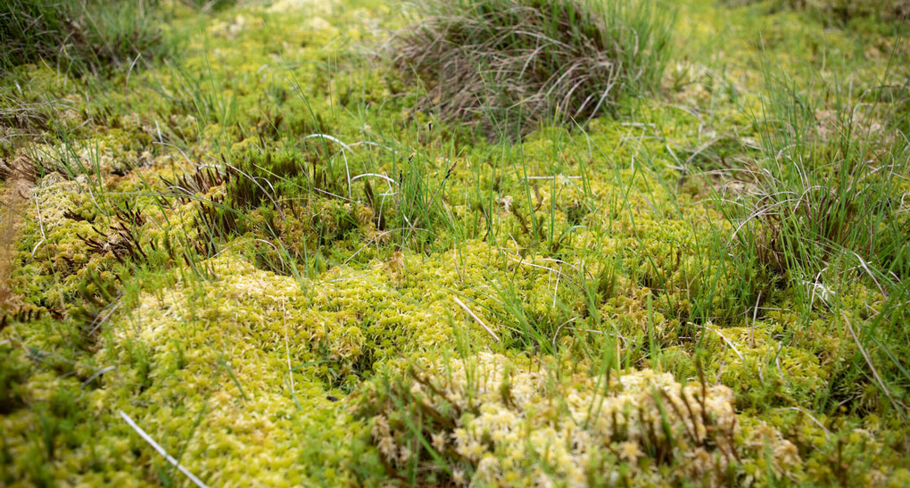 Close up of sphagnum moss. Credit Charlie Fox