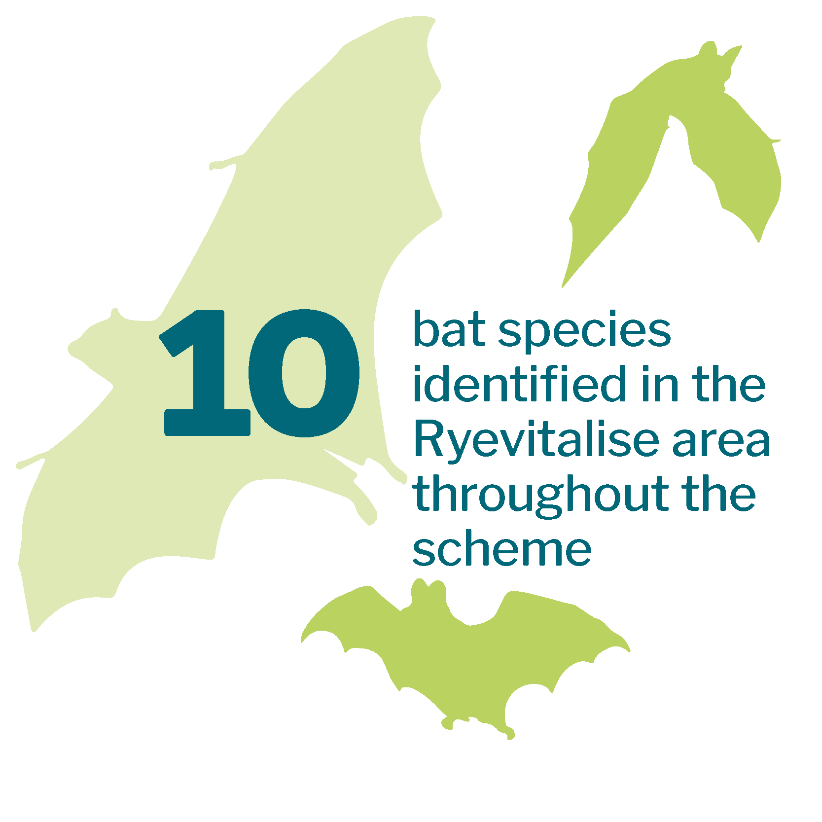 10 bat species identified in the Ryevitalise area throughout the scheme