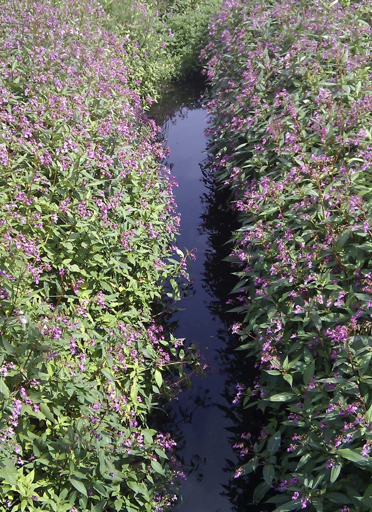 Himalayan balsam alongside a river bank.