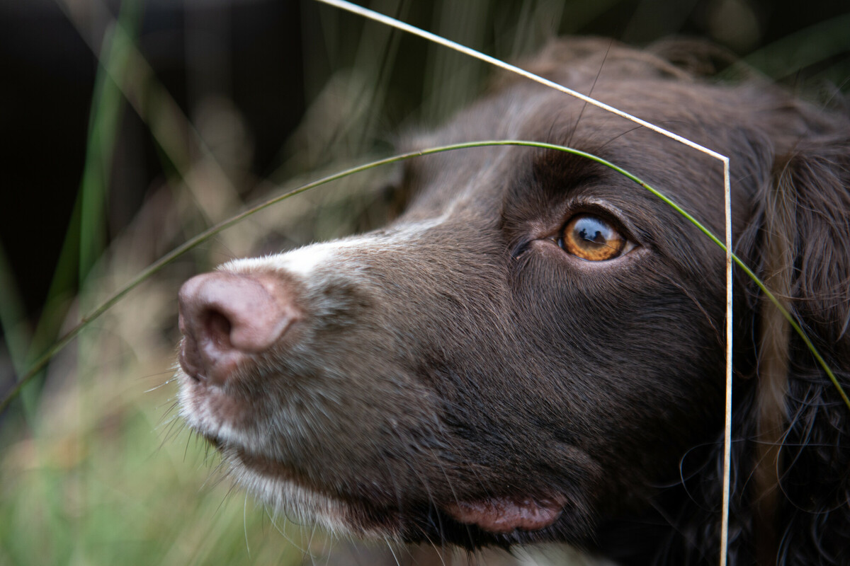 Reid (English Springer Spaniel) and water vole detection dog. Credit Charlie Fox. Reid (English Springer Spaniel) and water vole detection dog. Credit Charlie Fox.