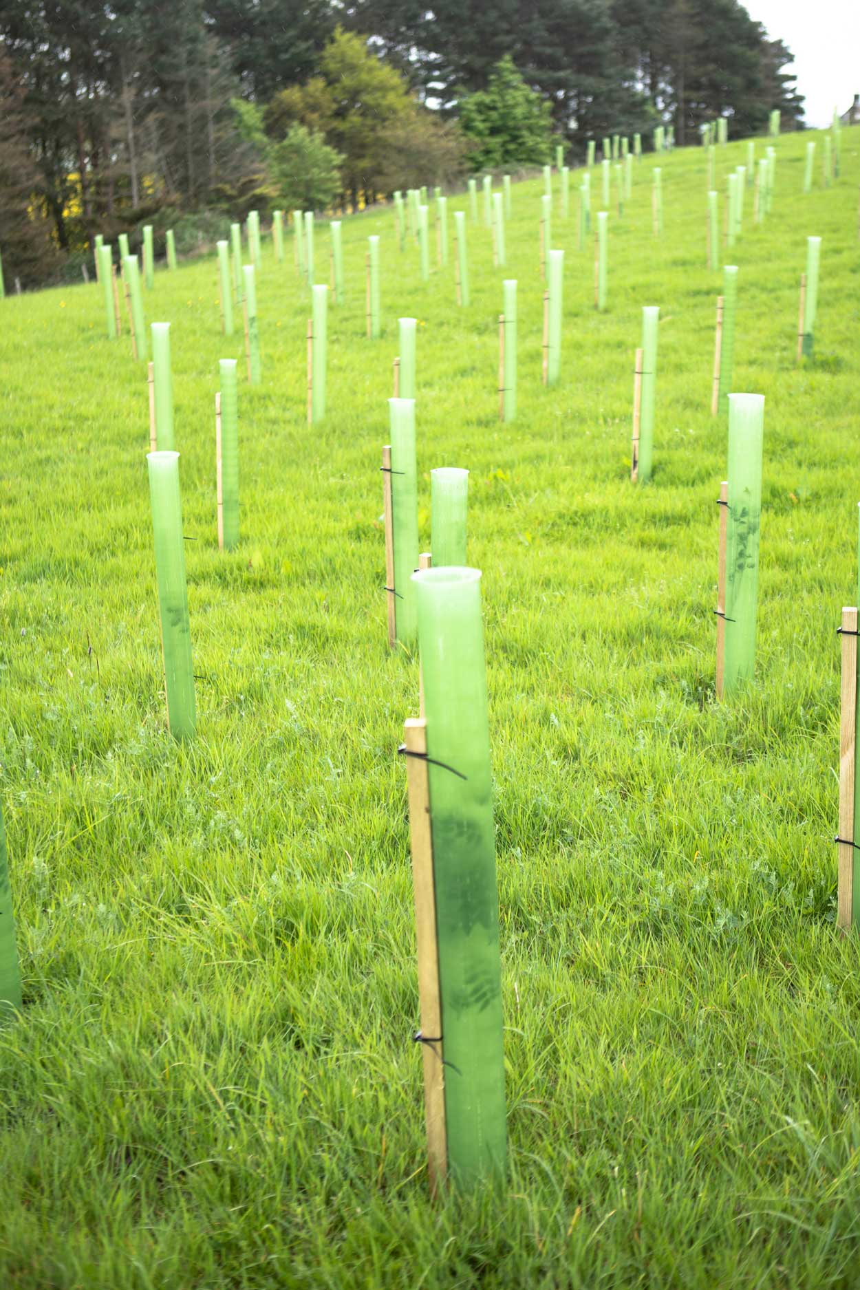 Newly planted trees in a field. Newly planted trees in a field.