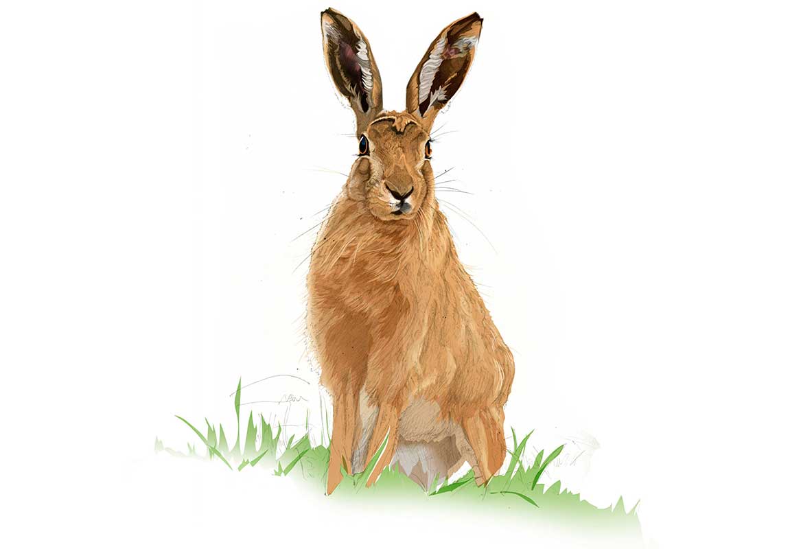 Illustration of a hare