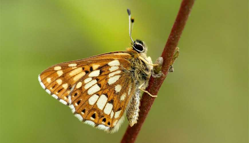 Duke of Burgundy butterfly