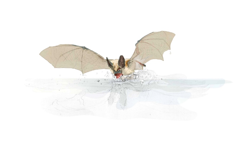 An illustration of a bat hovering over a pool of water and drinking.