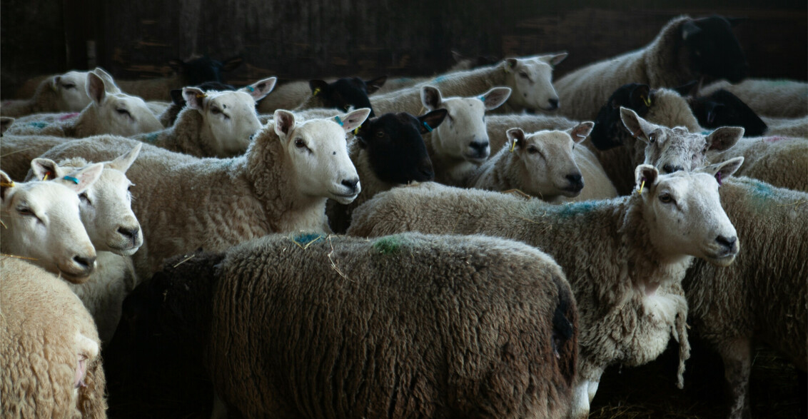 Flock of sheep inside a barn. Credit Charlie Fox