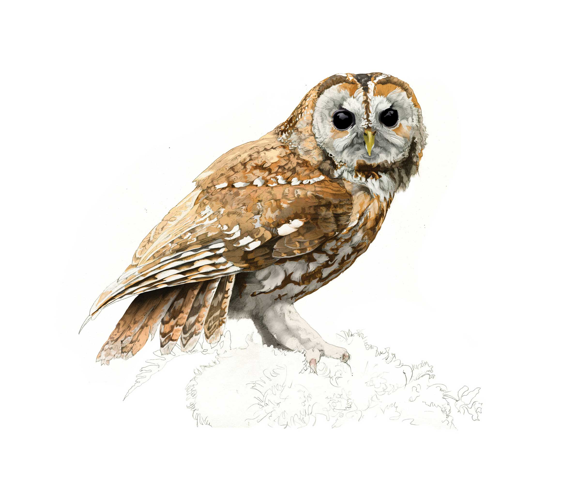Tawny Owl illustration by Nick Ellwood