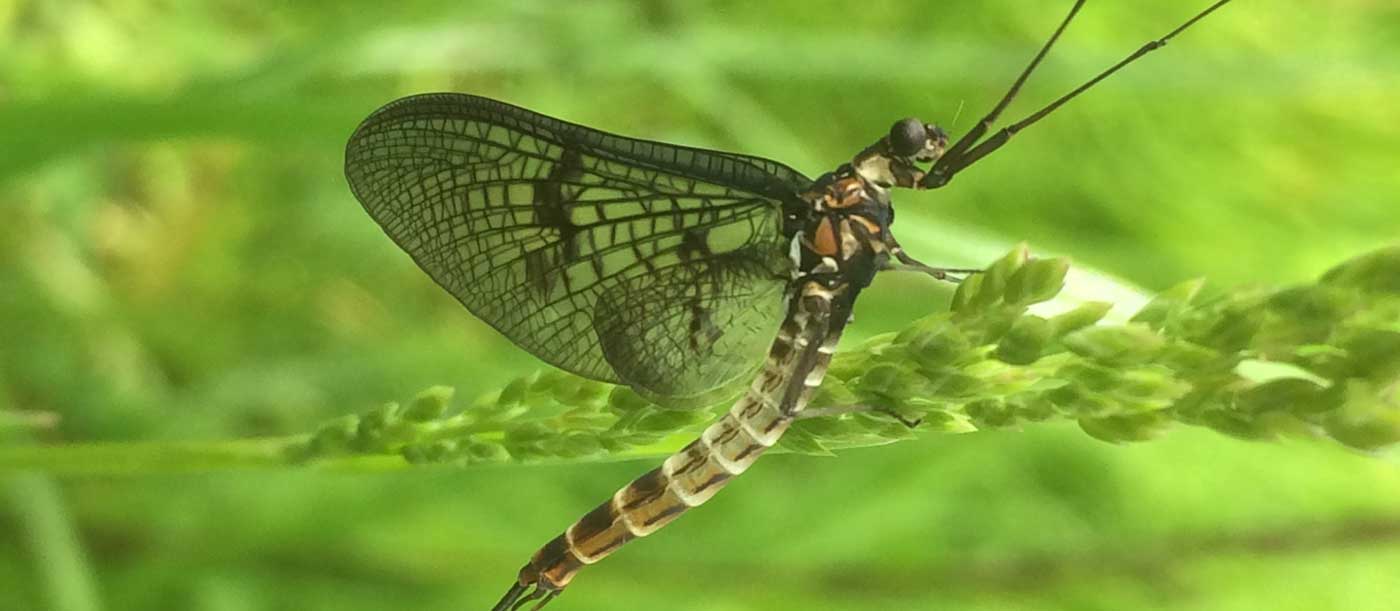 Close up photo of a mayfly on a green plant. Credit Jim Gurling.