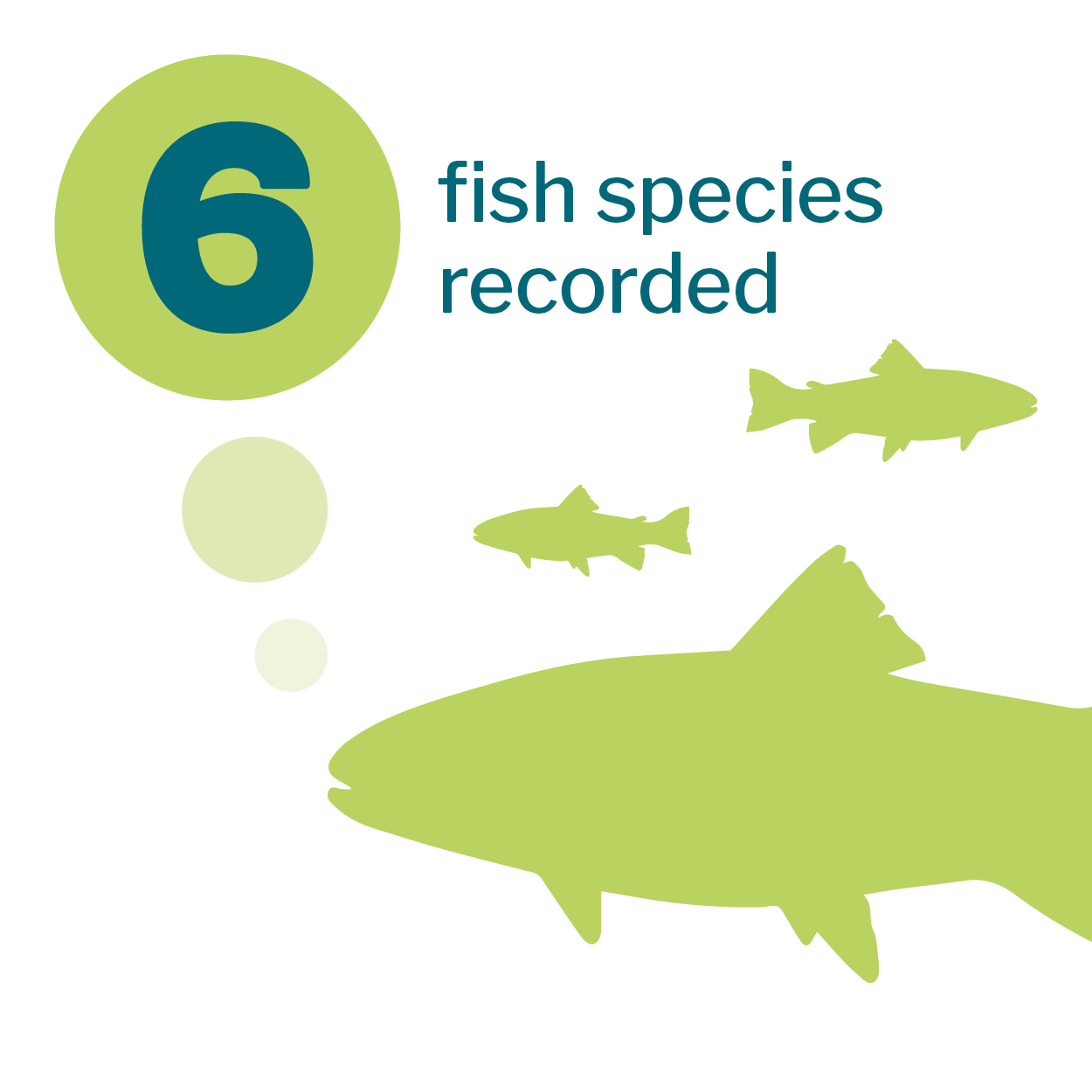 Fish infographic that reads 6 species of fish recorded