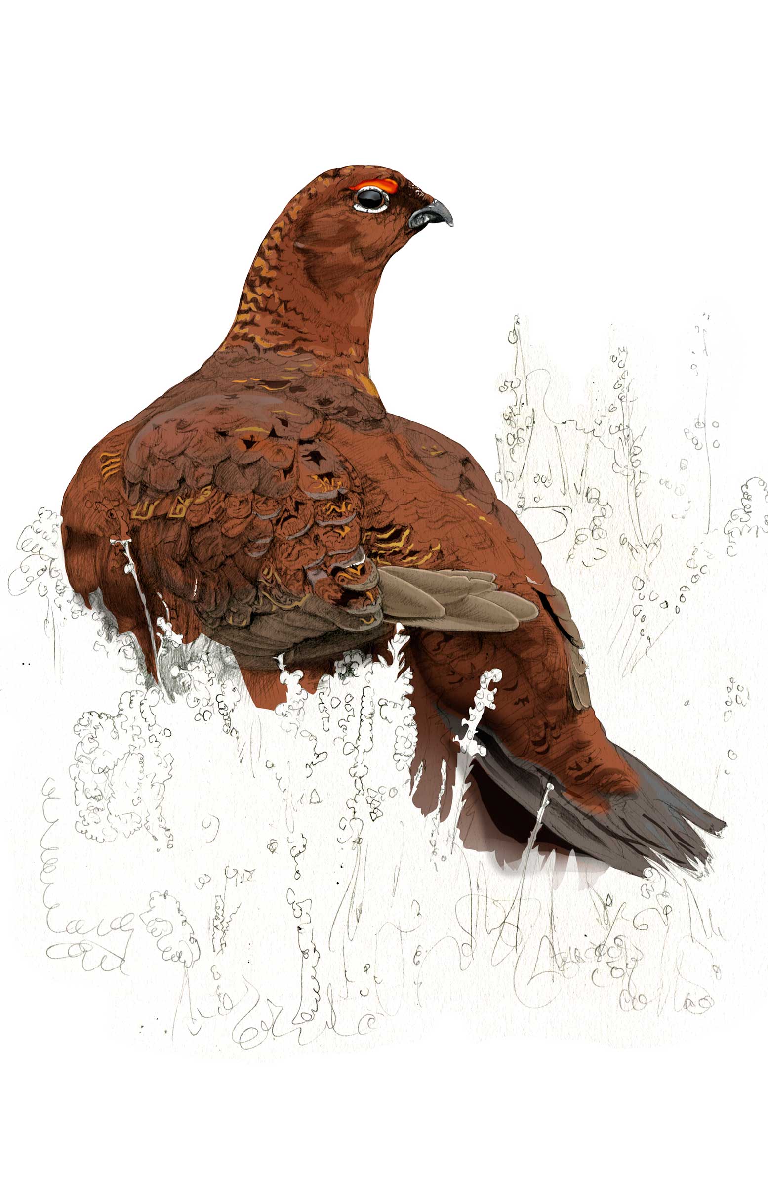 Red Grouse illustration by Nick Ellwood.