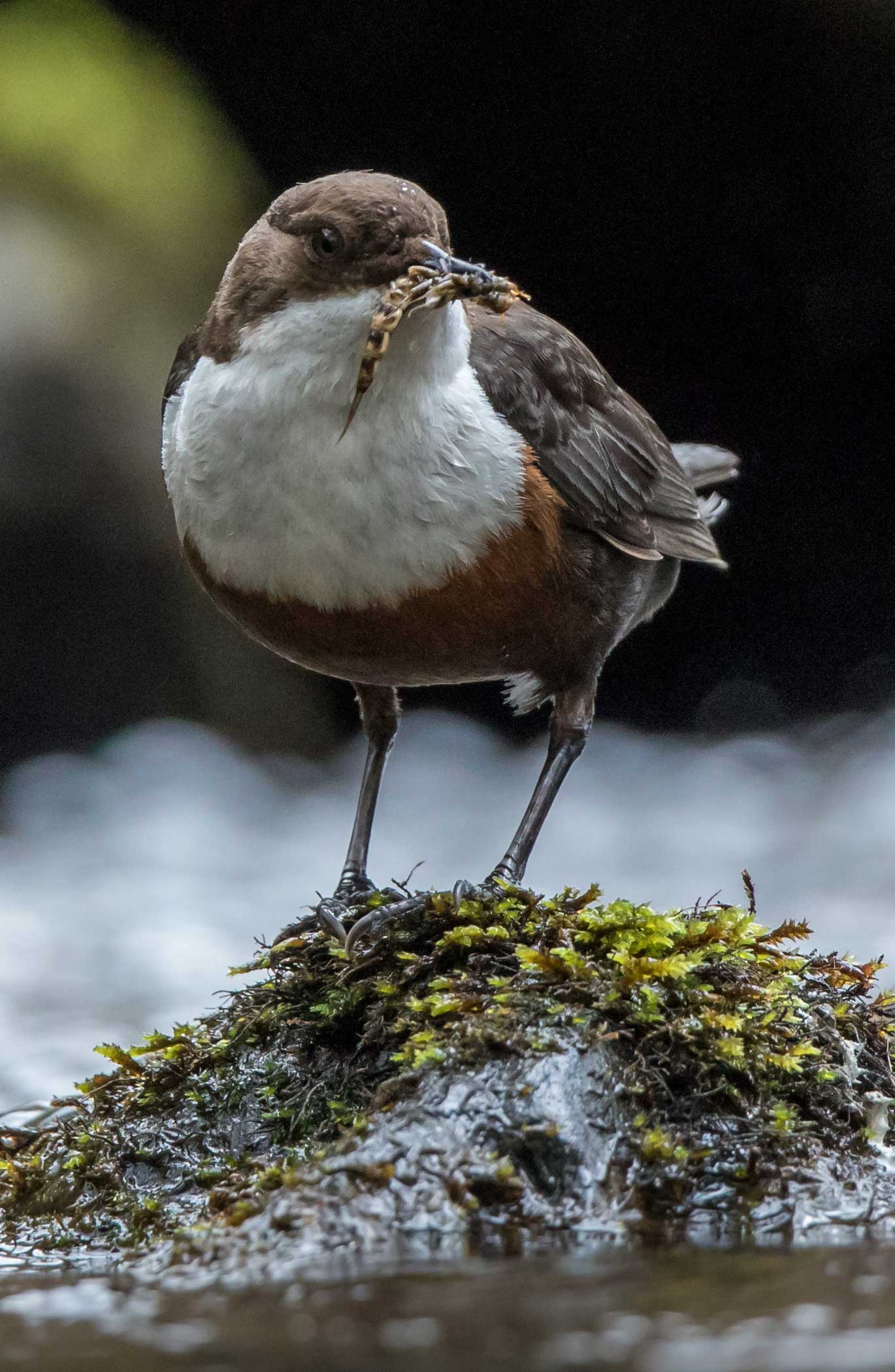 Dipper bird perched on a stone in a river with riverflies in its mouth. Credit Paul Harris.