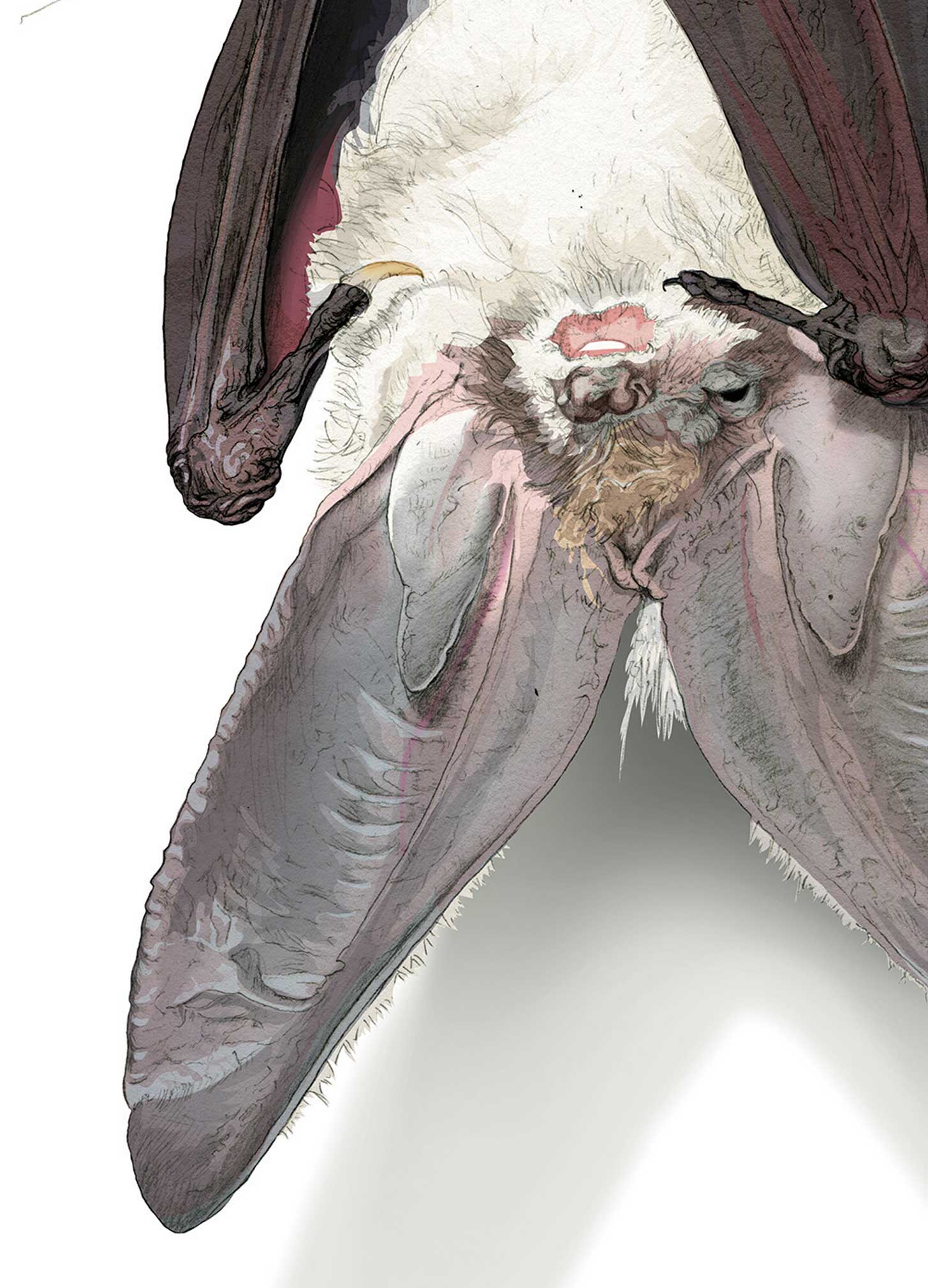 Grey long-eared bat illustration by Nick Ellwood.
