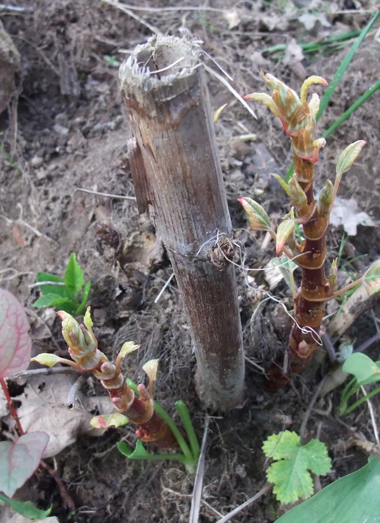 Japanese knotweed