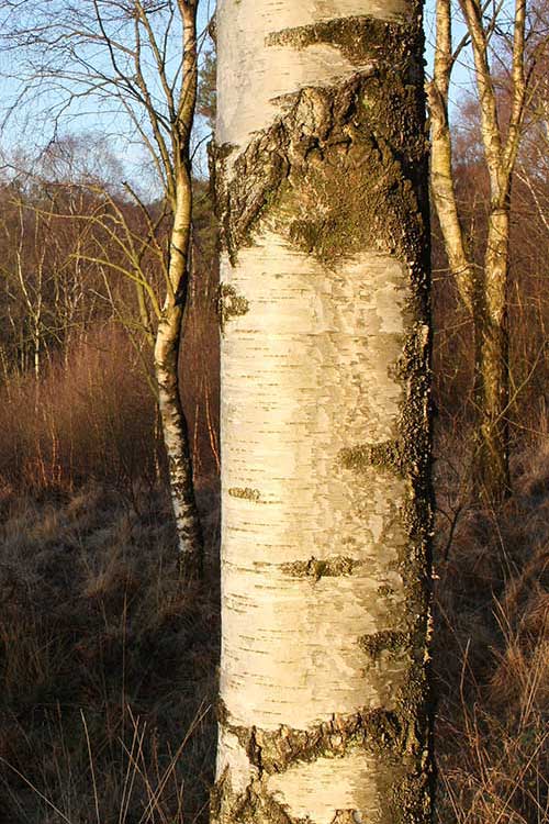 Birch trees