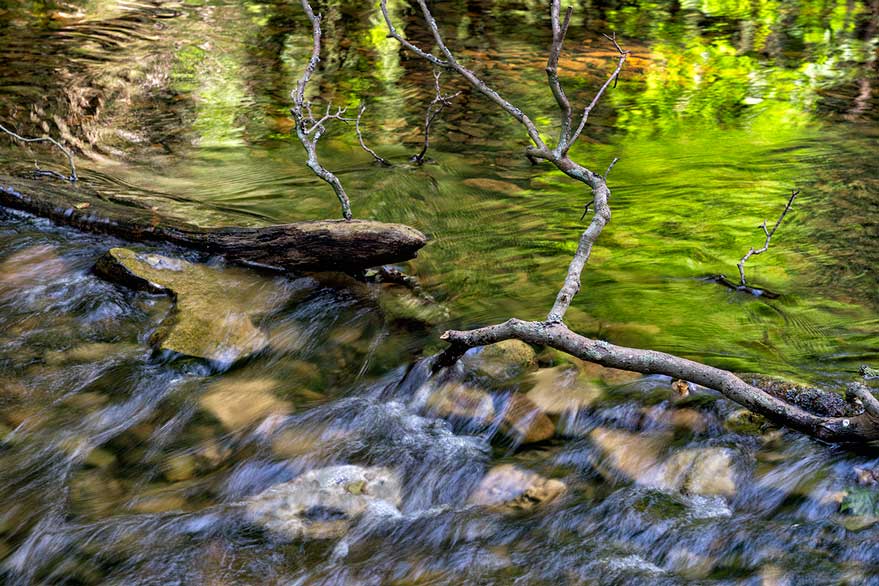 Close up of fallen wood in a river. Credit Lizzie Shepherd