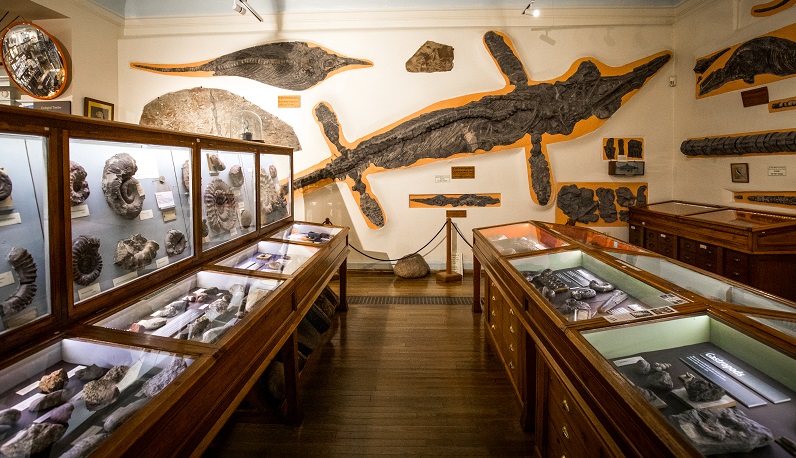 Ichthyosaurus and display cabinets