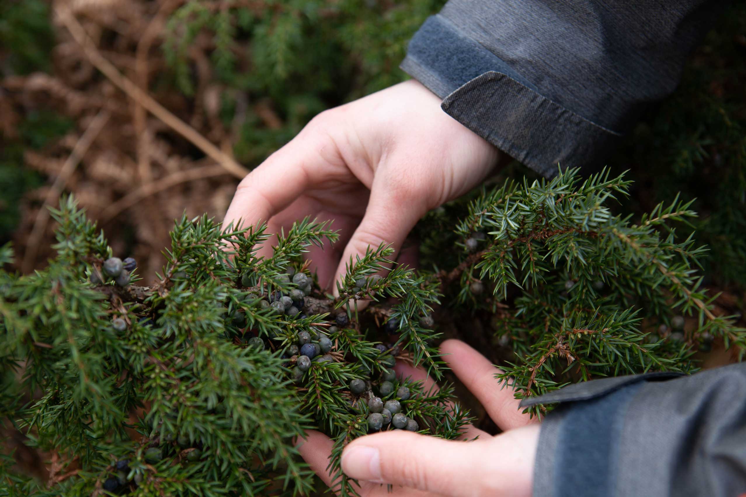Close up of hands holding a juniper tree. Credit Charlie Fox.