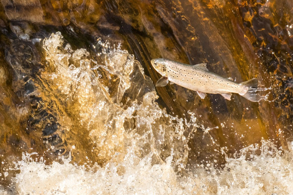 A salmon leaping above the water. Credit Glenn Kirkpatrick.