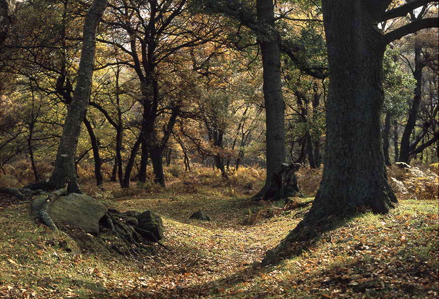 Ancient woodland