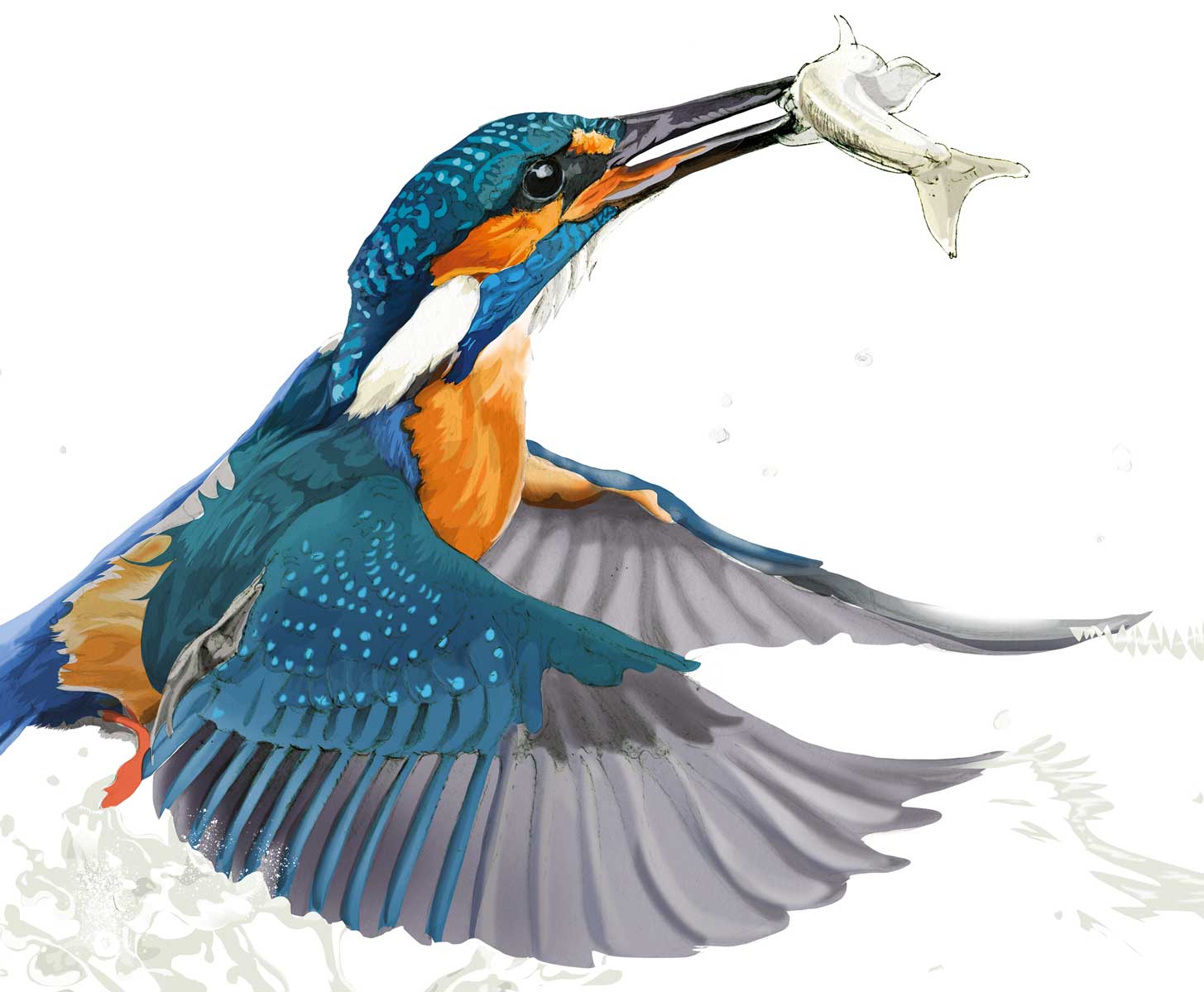 Kingfisher illustration by Nick Ellwood