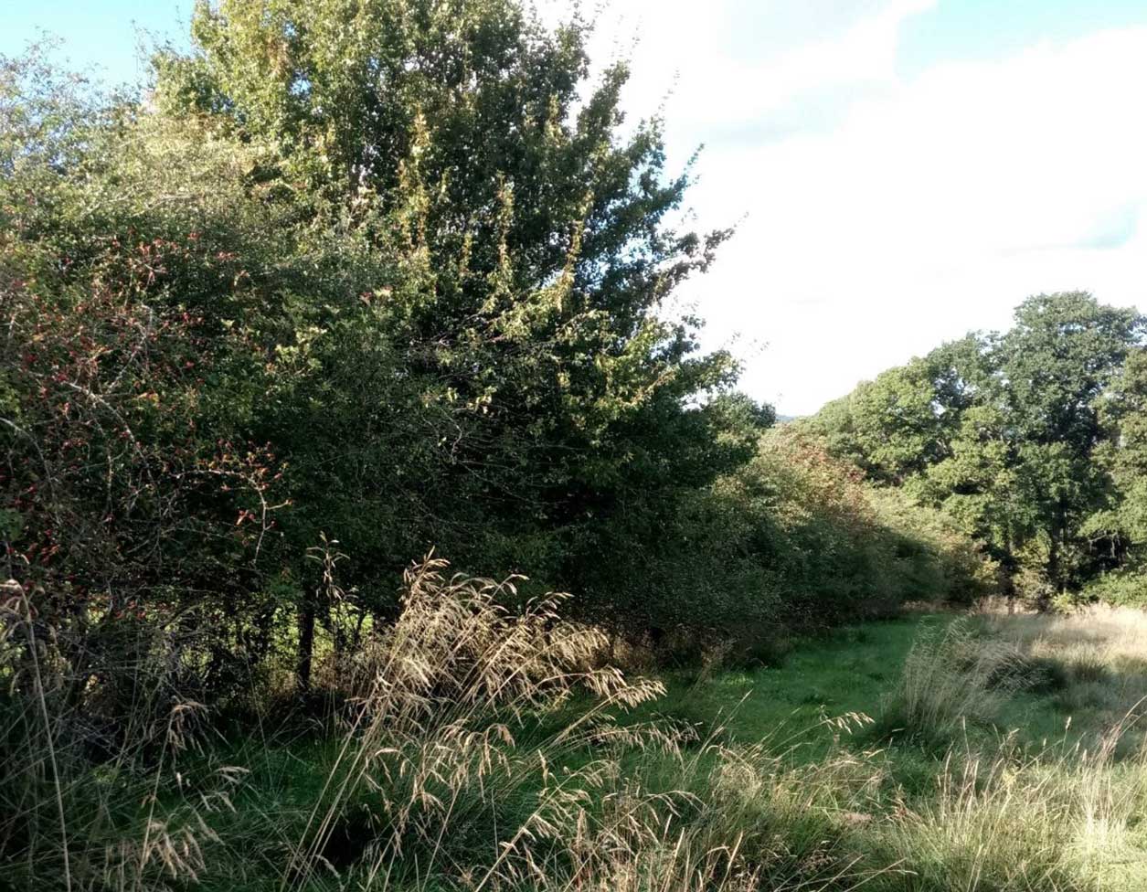 Dense hedge Dense hedge