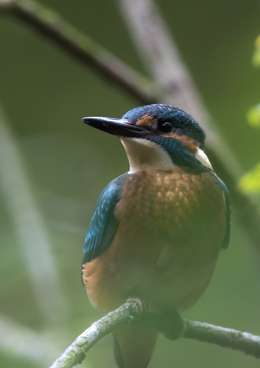 Kingfisher perched on a branch. Credit Paul Harris.