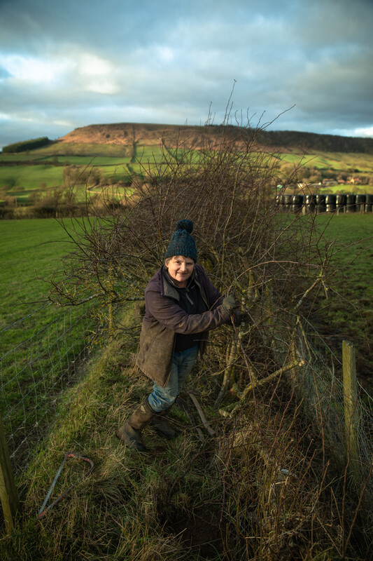 Daphne Jackson of Slidney Beck Farm hedgelaying. Credit Charlie Fox. Daphne Jackson of Slidney Beck Farm hedgelaying. Credit Charlie Fox.