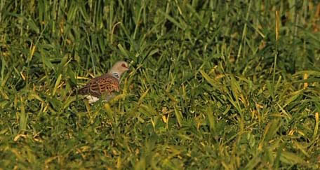 Turtle Dove in our new Turtle Dove wild flower grant plot by Andy Malley