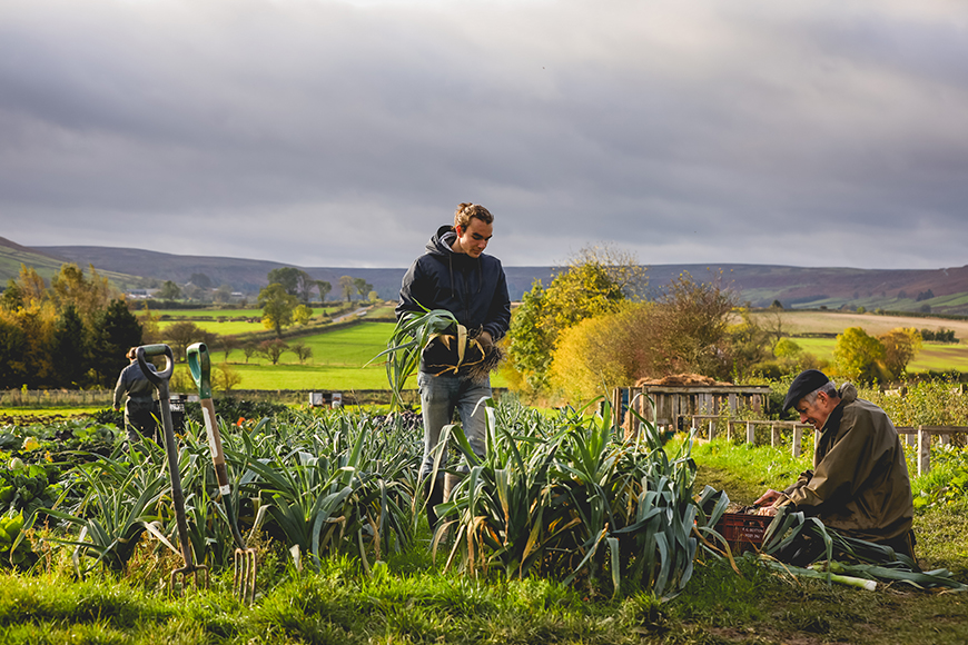 Workers picking leeks in a field by Ceri Oakes