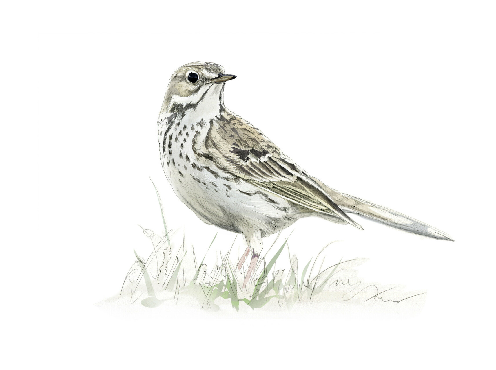 Meadow pipit illustration by Nick Ellwood.
