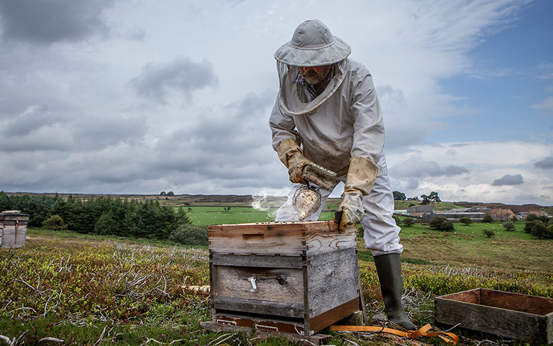 Westfields Honey in the North York Moors National Park Credit Polly Baldwin/NYMNP