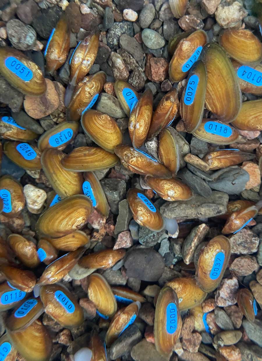Photo showing captive breeding programme for freshwater pearl mussells.