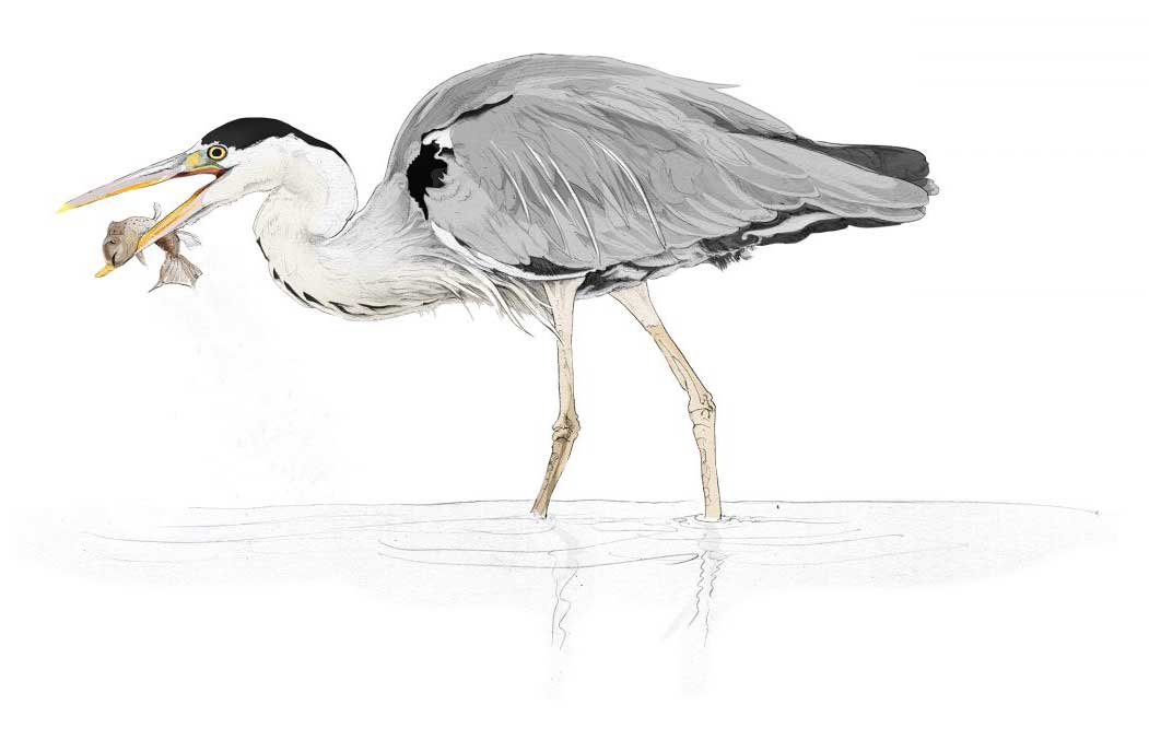 Illustration of a heron by Nick Ellwood