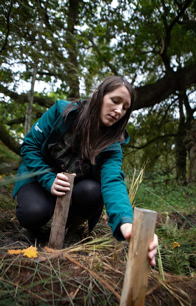 Female inspecting recent conservation efforts to slow the flow of water down a woodland slope. Credit Charlie Fox. Female inspecting recent conservation efforts to slow the flow of water down a woodland slope. Credit Charlie Fox.