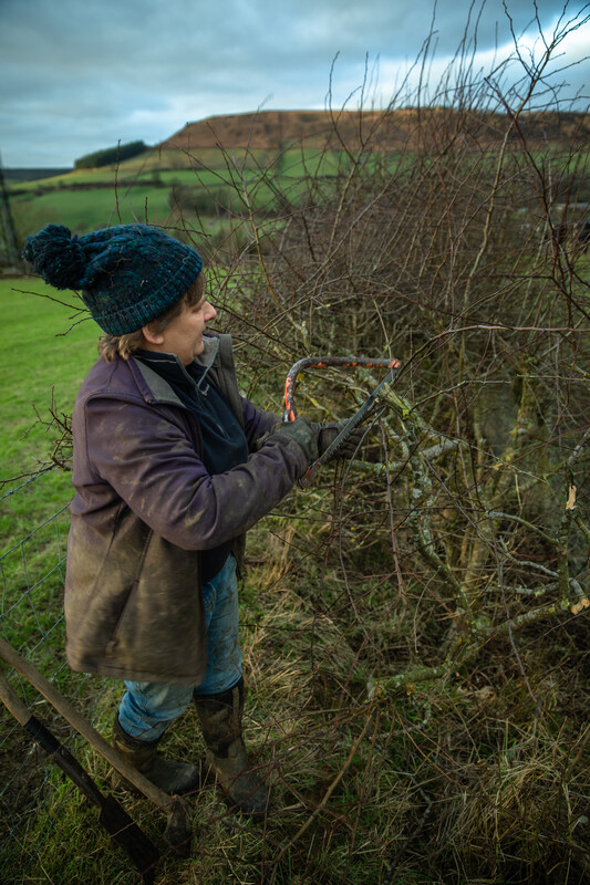 Daphne Jackson of Slidney Beck Farm hedgelaying. Credit Charlie Fox. Daphne Jackson of Slidney Beck Farm hedgelaying. Credit Charlie Fox.