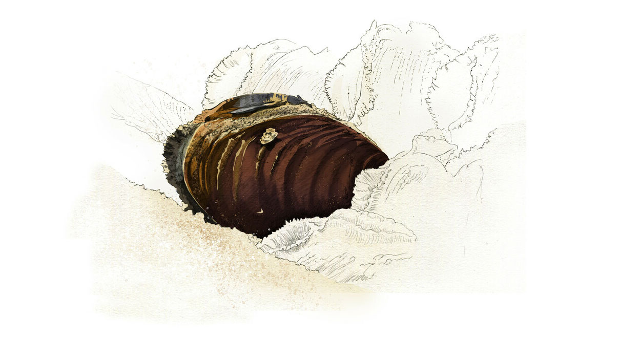 Illustration of a freshwater pearl mussel