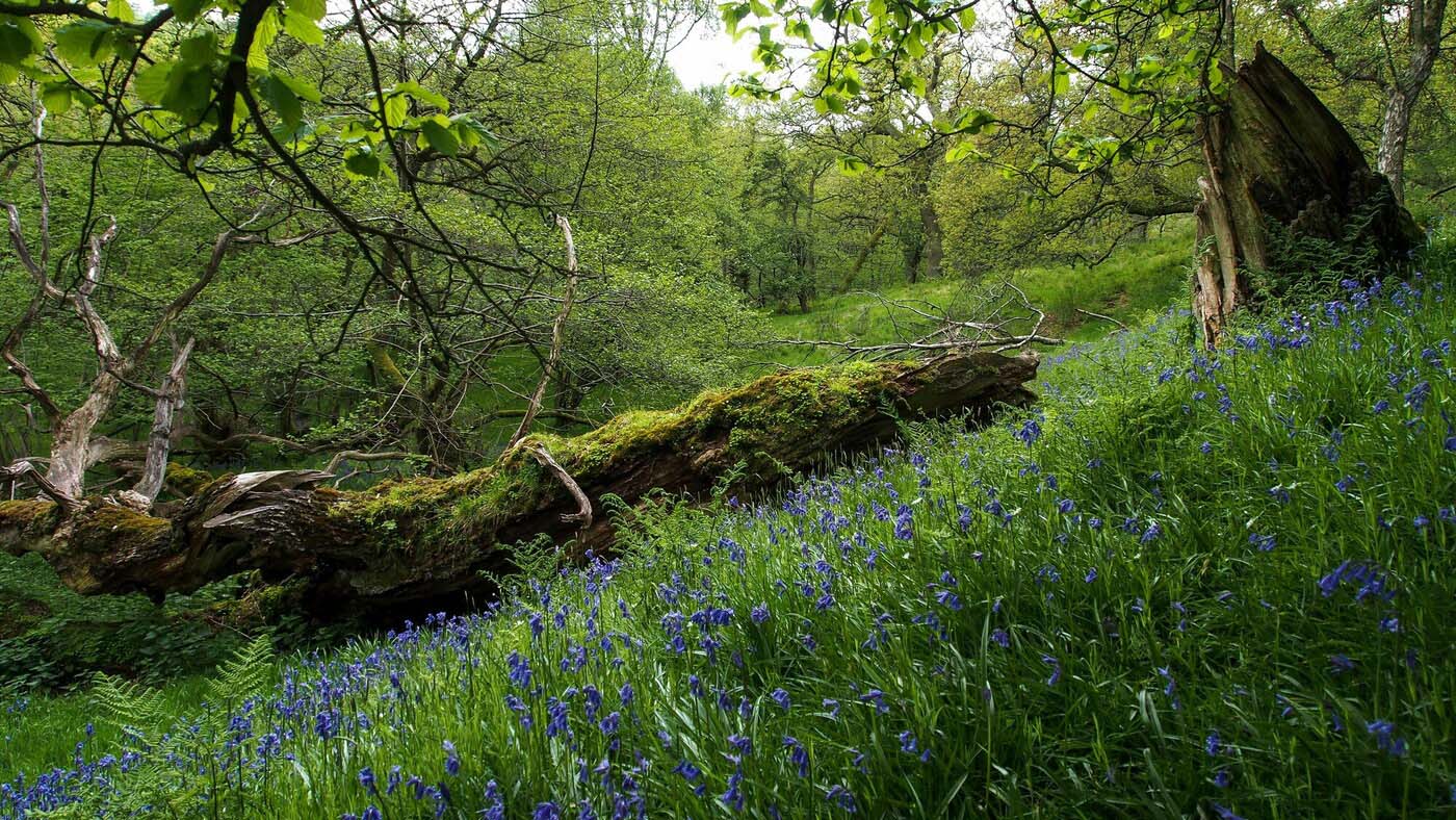 Ancient woodland with bluebells. Credit Paul Harris