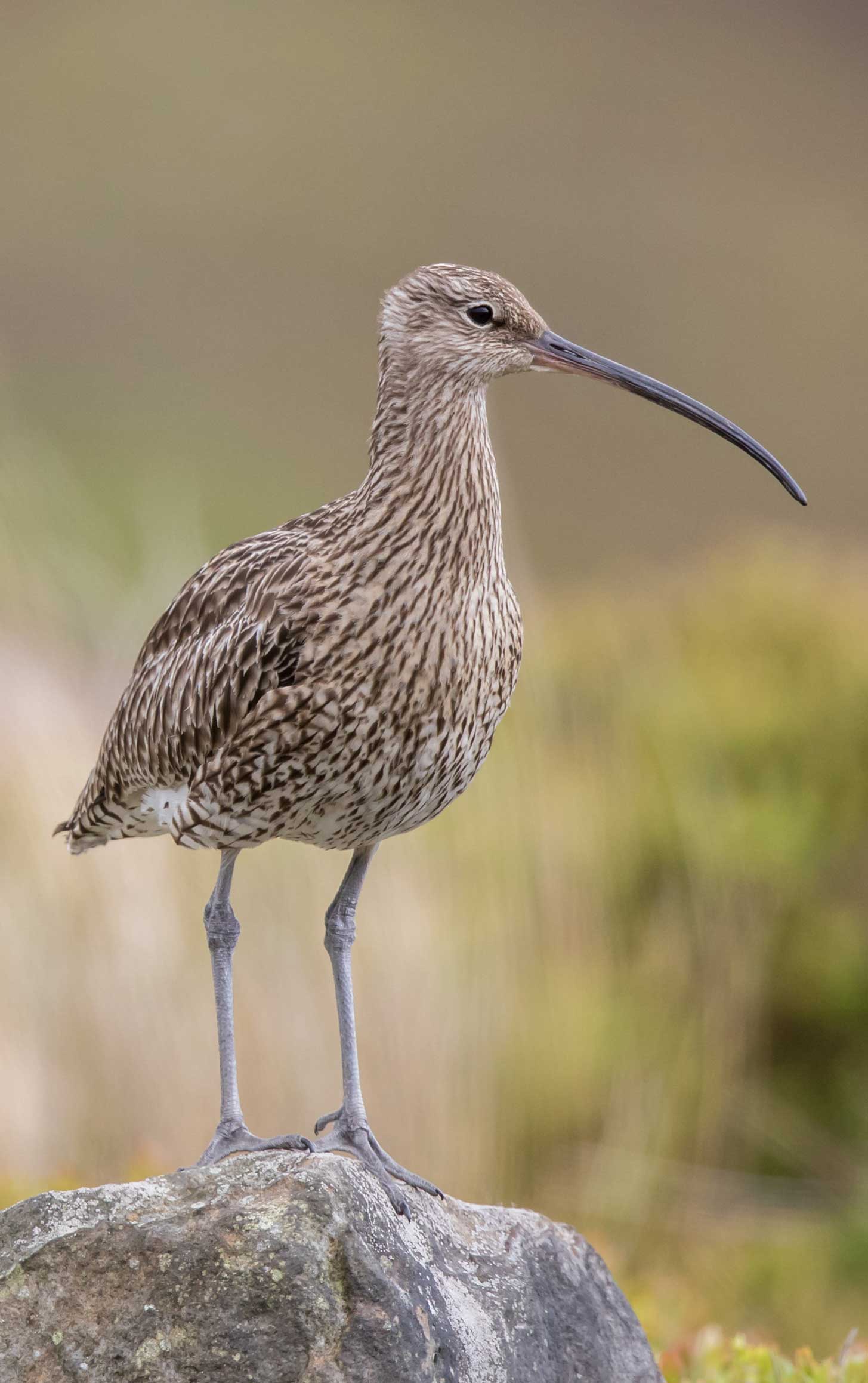 Curlew standing on the rock among moorland. Credit Paul Harris.