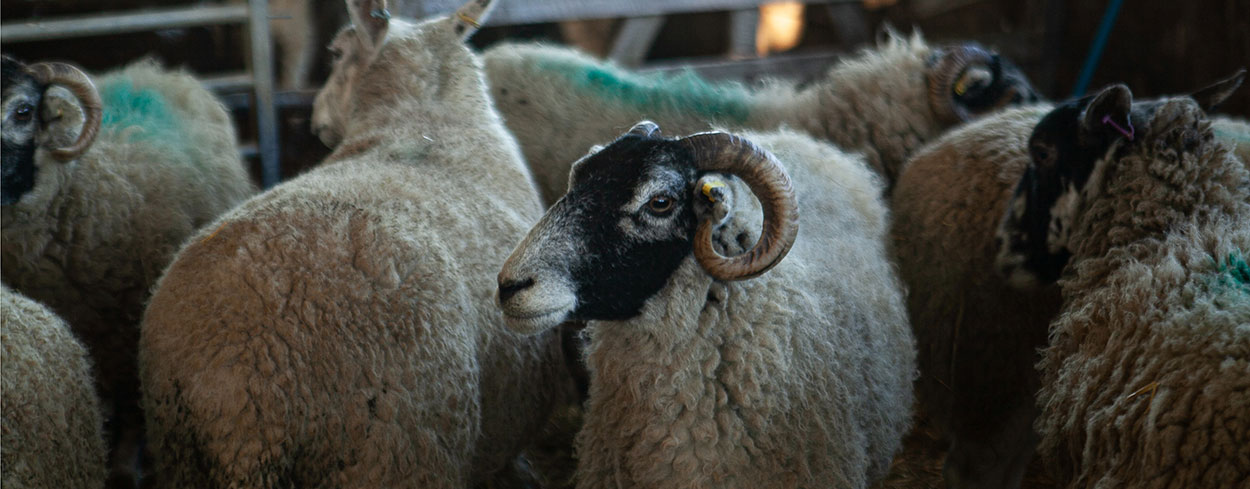 Flock of sheep in a barn. Credit Charlie Fox. Flock of sheep in a barn. Credit Charlie Fox.