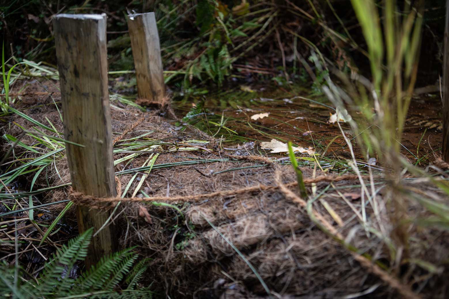 Coir log helping to slow the flow of water among a woodland setting. Credit Charlie Fox.