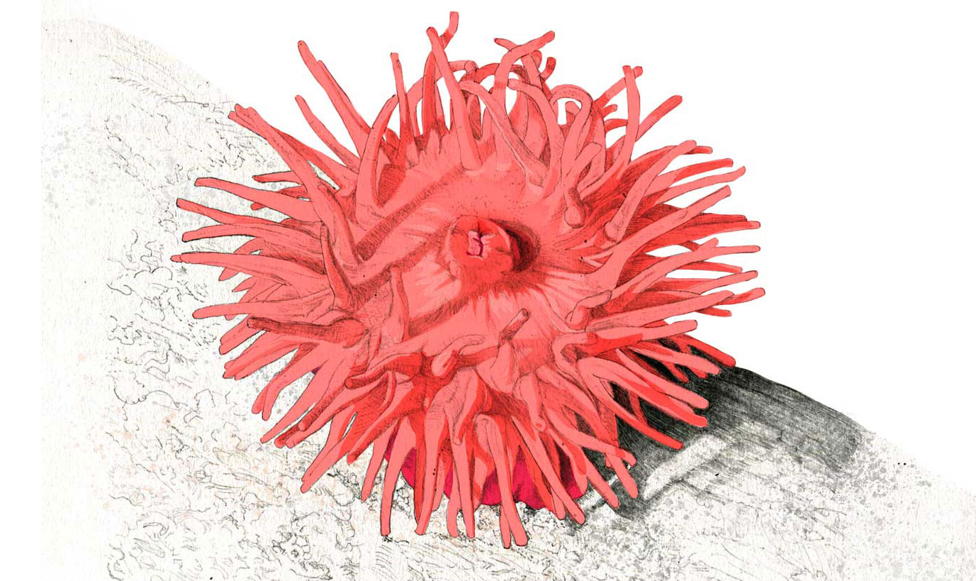 Illustration of an anemone